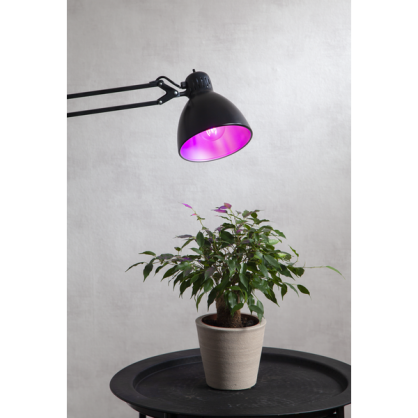 LED-lampa E27 A60 Plant Light , hemmetshjarta.se