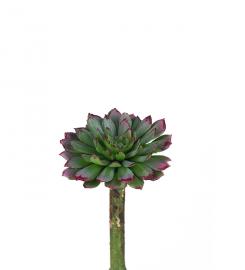 Mr Plant - Konstgjord Succulent 10 cm , hemmetshjarta.se