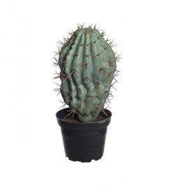 Mr Plant - Konstgjord Kaktus 18 cm , hemmetshjarta.se
