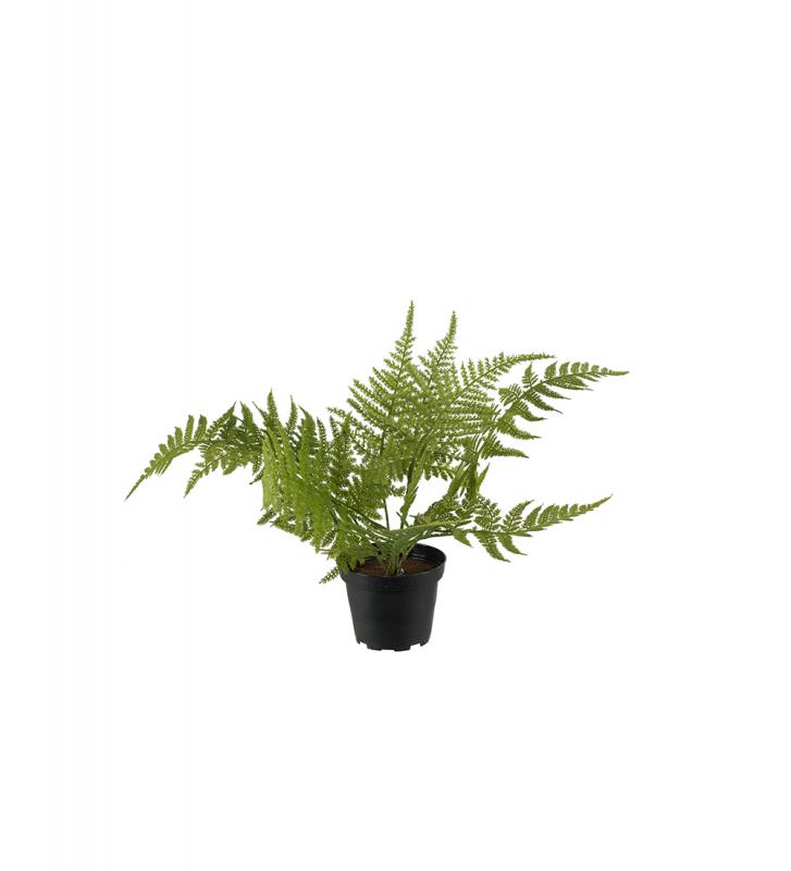 Mr Plant - Konstgjord Asparagus 25 cm , hemmetshjarta.se
