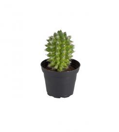 Mr Plant - Konstgjord Kaktus 13 cm , hemmetshjarta.se