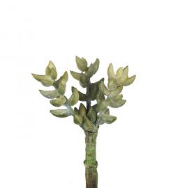 Mr Plant - Konstgjord Succulent 10 cm , hemmetshjarta.se