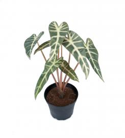 Mr Plant - Konstgjord Alocasia 30 cm , hemmetshjarta.se