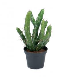 Mr Plant - Konstgjord Kaktus 23 cm , hemmetshjarta.se