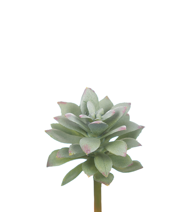 Mr Plant - Konstgjord Echeveria 6 cm , hemmetshjarta.se