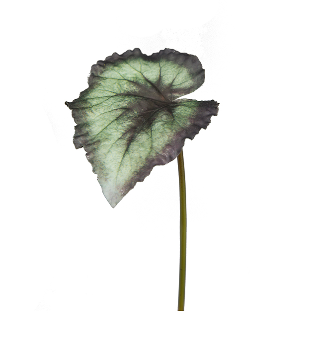 Mr Plant - Konstgjord Rexbegonia blad 20 cm , hemmetshjarta.se